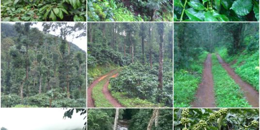 Coffee Estate for sale in Chikmagalur