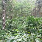 Coffee Estate for Sale in Wayanad