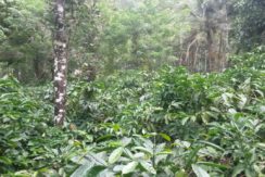 Coffee Estate for Sale in Wayanad