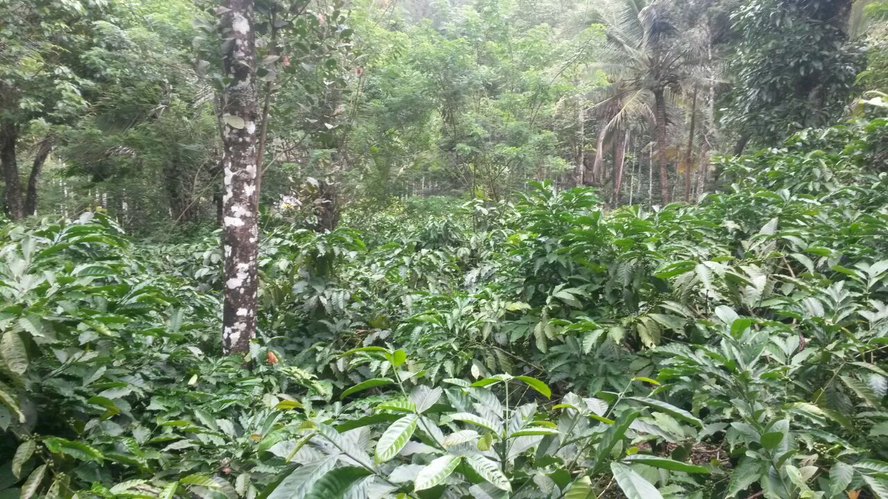 Coffee Estate for Sale in Wayanad | Kerala