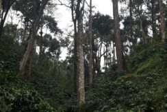 Coffee Estate for Sale in Coorg