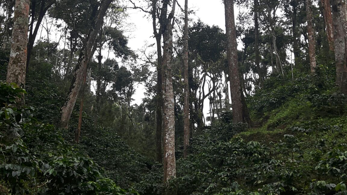 Coffee Estate for Sale in Coorg | Near Madikeri City
